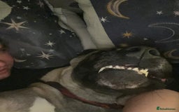 Mixed Breed dogs for sale: Dora the explorer  in Leeds - Image 3