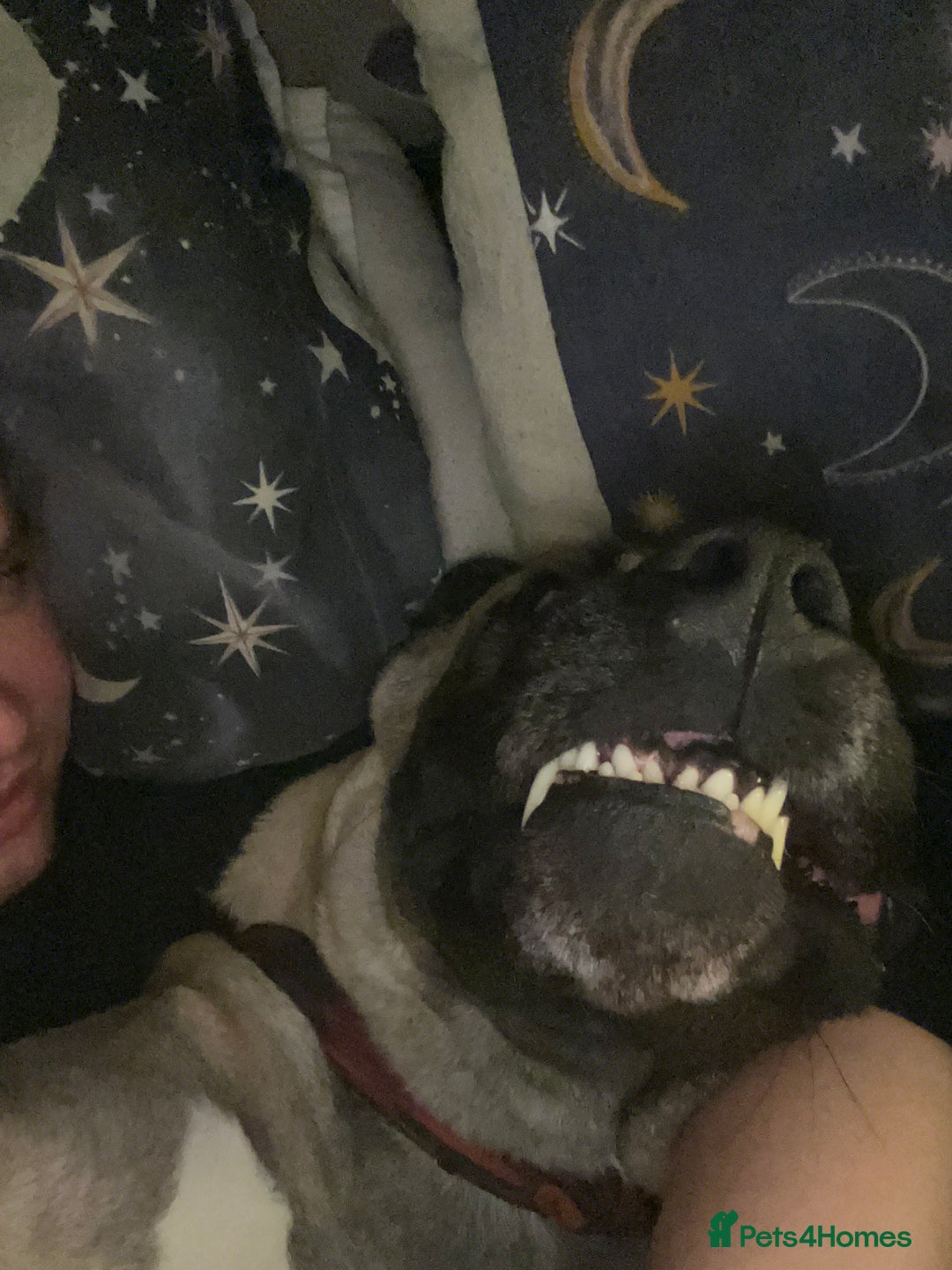 Mixed Breed dogs for sale: Dora the explorer  in Leeds - Image 3