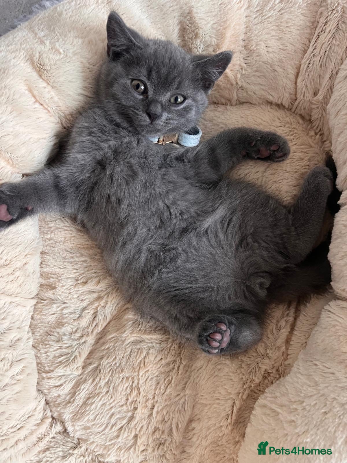 British Shorthair cats 🐾 GCCF Registered British Shorthair Kittens  - Advert 18