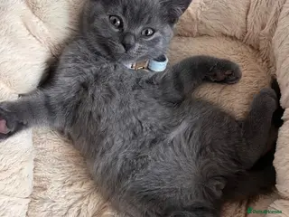 British Shorthair cats 🐾 GCCF Registered British Shorthair Kittens - Advert 18