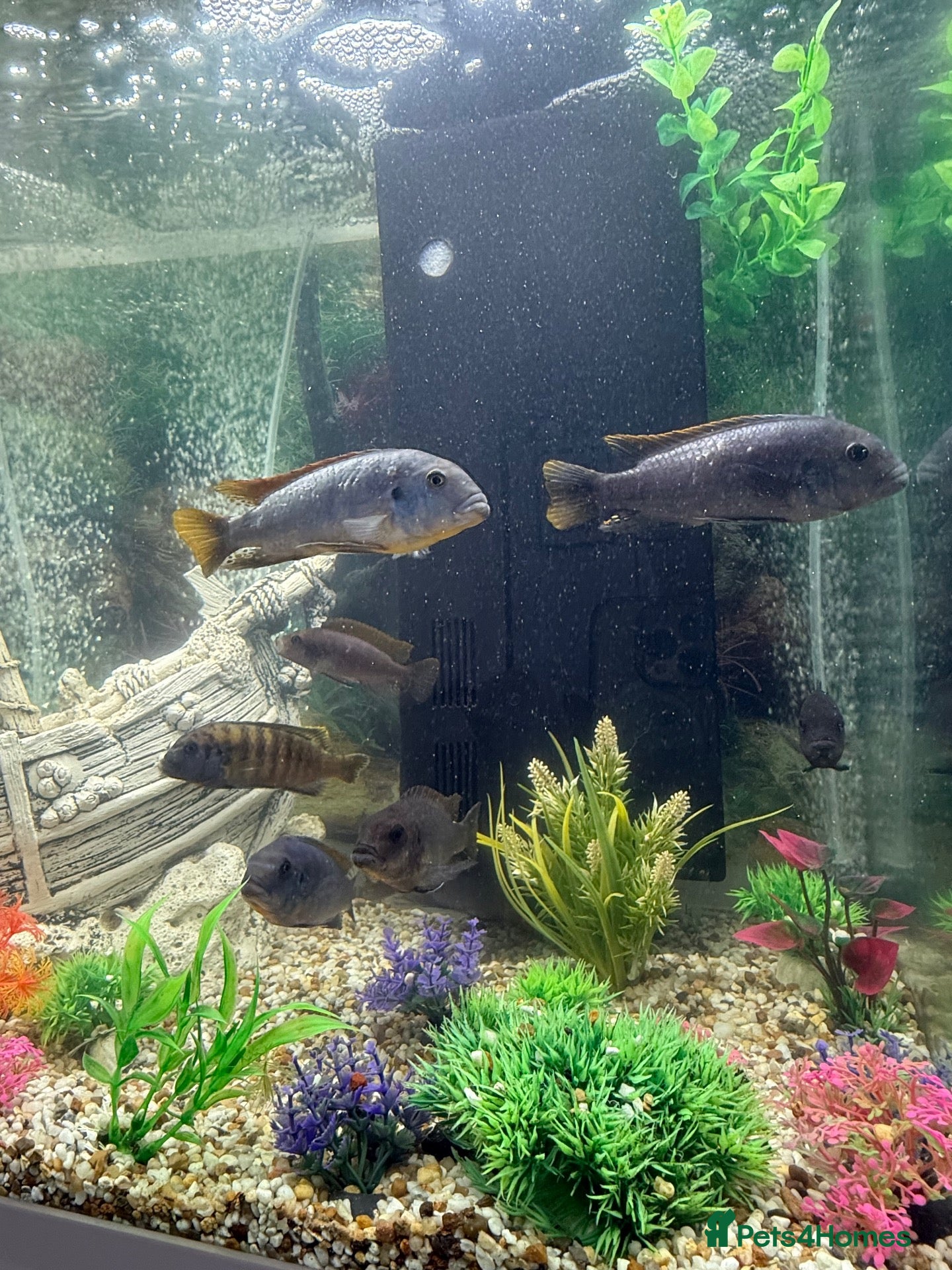 Cichlids fish Afrikan Cichlids  - Advert 1