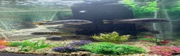 Cichlids fish for sale: Afrikan Cichlids  in Feltham - Advert 1