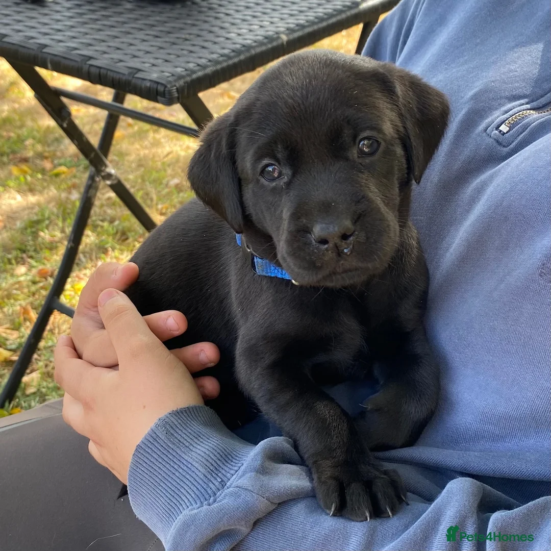 Labrador Retriever dogs for sale: Gorgeous Labrador puppies  in Tetbury - Advert 2