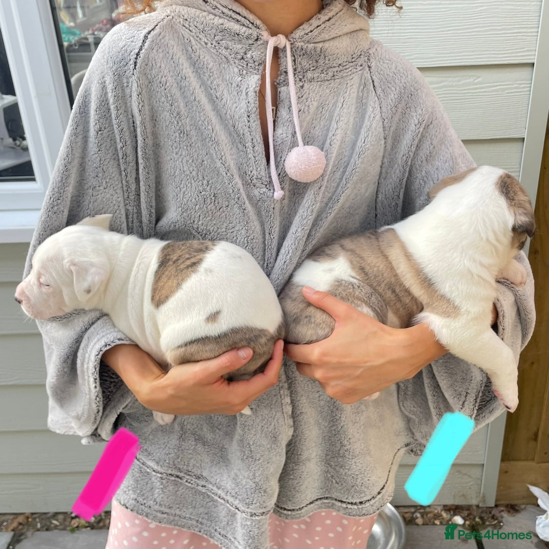 Mixed Breed dogs for sale: Gorgeous Presa X Doberman only 7/10 remaining!! - Image 9