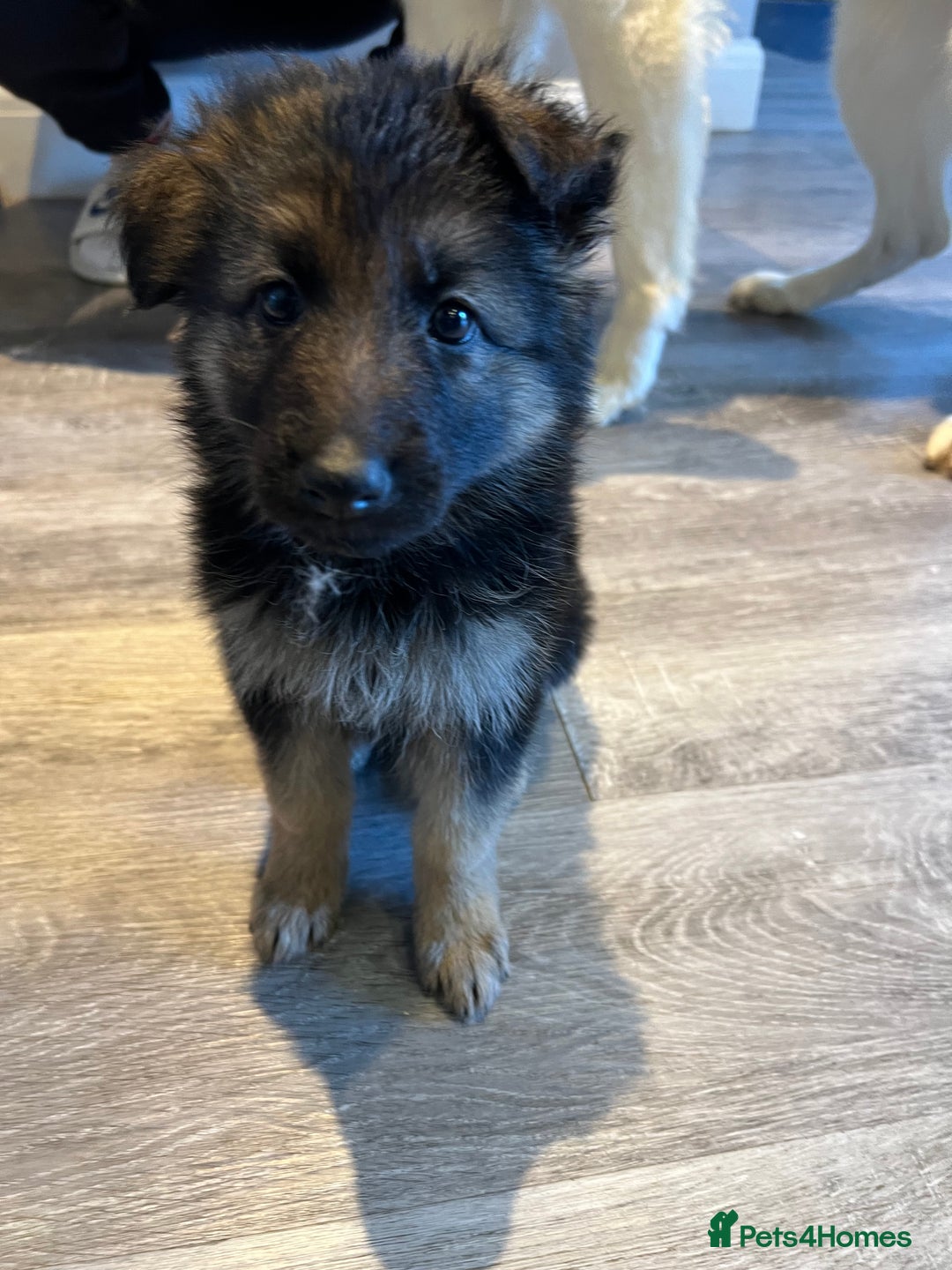 German Shepherd dogs for sale: German Shepherd  - Advert 7