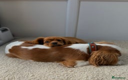 Cavalier King Charles Spaniel dogs for sale: KC reg, pedigree CKCS girl, ready to go - Image 4