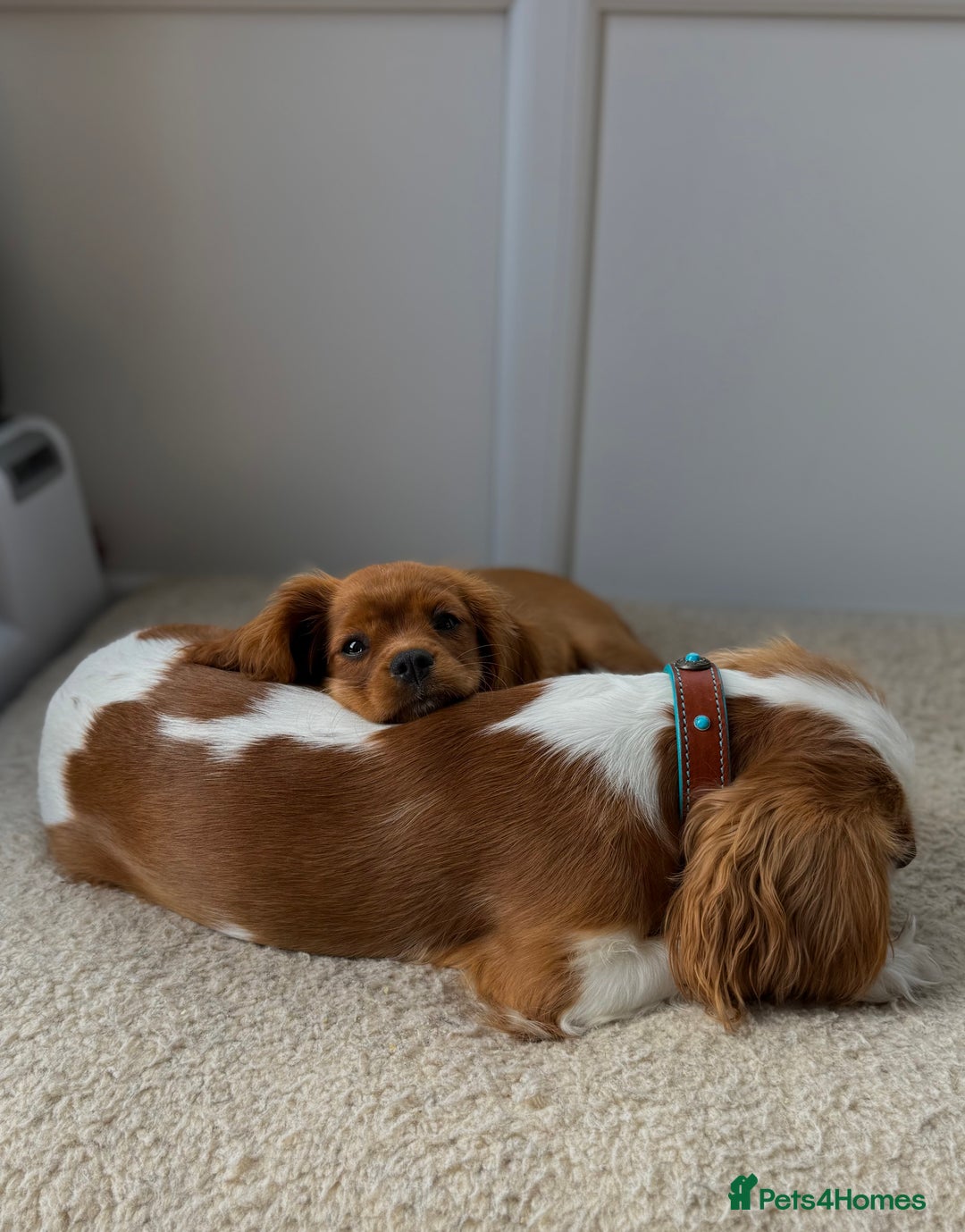 Cavalier King Charles Spaniel dogs for sale: KC reg, pedigree CKCS girl, ready to go - Image 4
