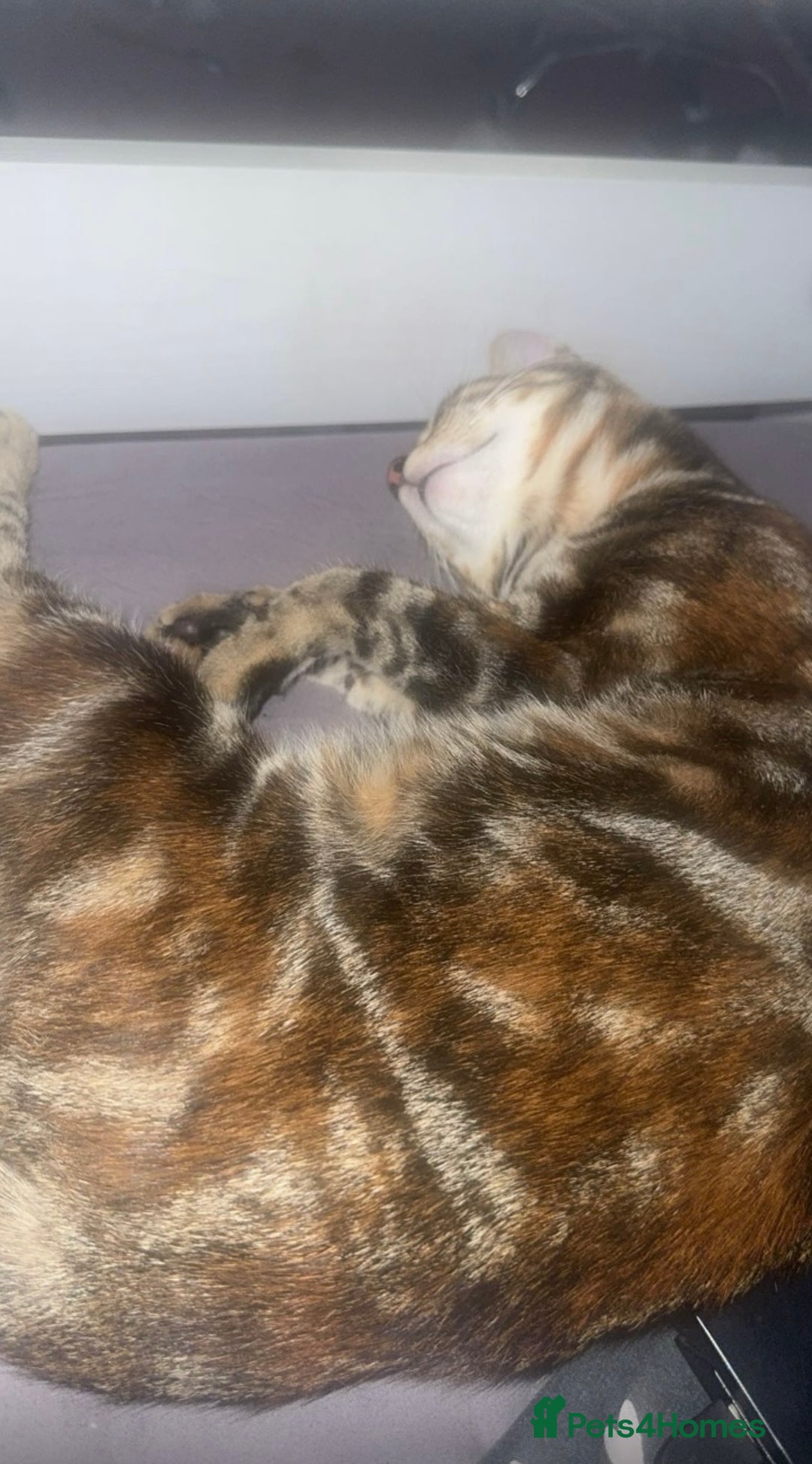 Bengal cats for sale: Beautiful ginger kittens - Image 5