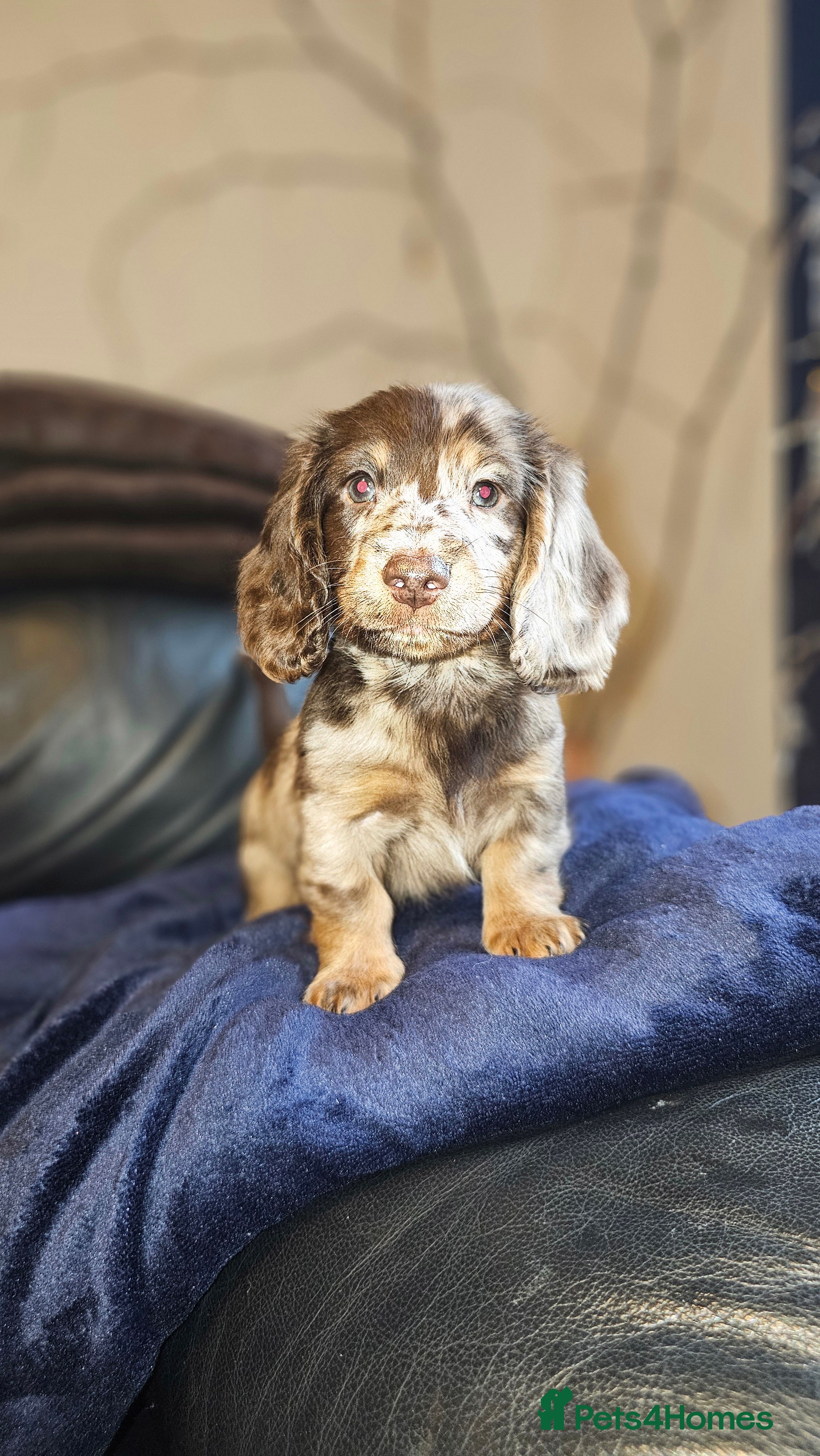 Miniature Dachshund dogs Miniature Dachshund Long Haired  - Advert 7