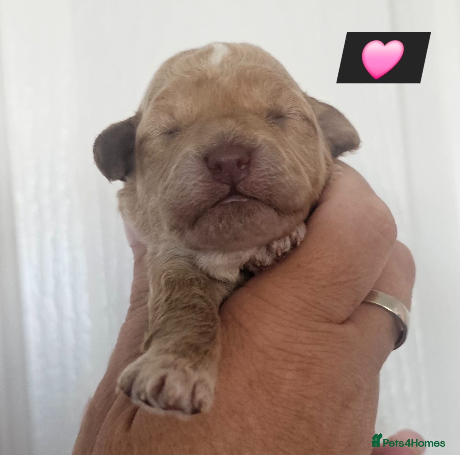 Miniature Poodle dogs Stunning kc registered minature poodle pups  - Advert 2