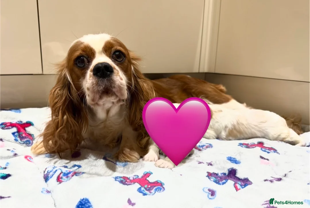 Cavalier King Charles Spaniel dogs for sale: 3 Year Old Cavalier King Charles Bitch - Advert 1