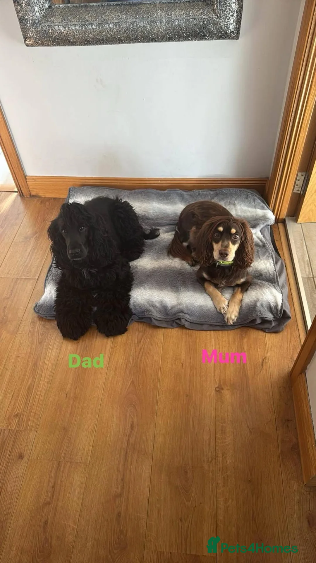 Cocker Spaniel dogs for sale: Stunning Cocker Spaniel Puppies in Peterhead - Advert 2
