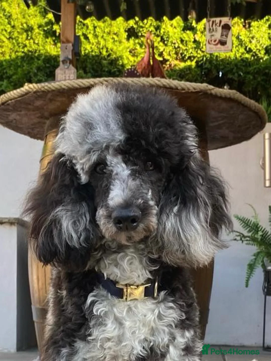Miniature Poodle dogs for stud: Blue Merle Miniature Poodle (PROVEN) Health Tested in Sunderland - Advert 13