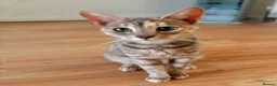 Mixed Breed cats for sale: Savannah X Bengal Urgent rehome - Advert 1