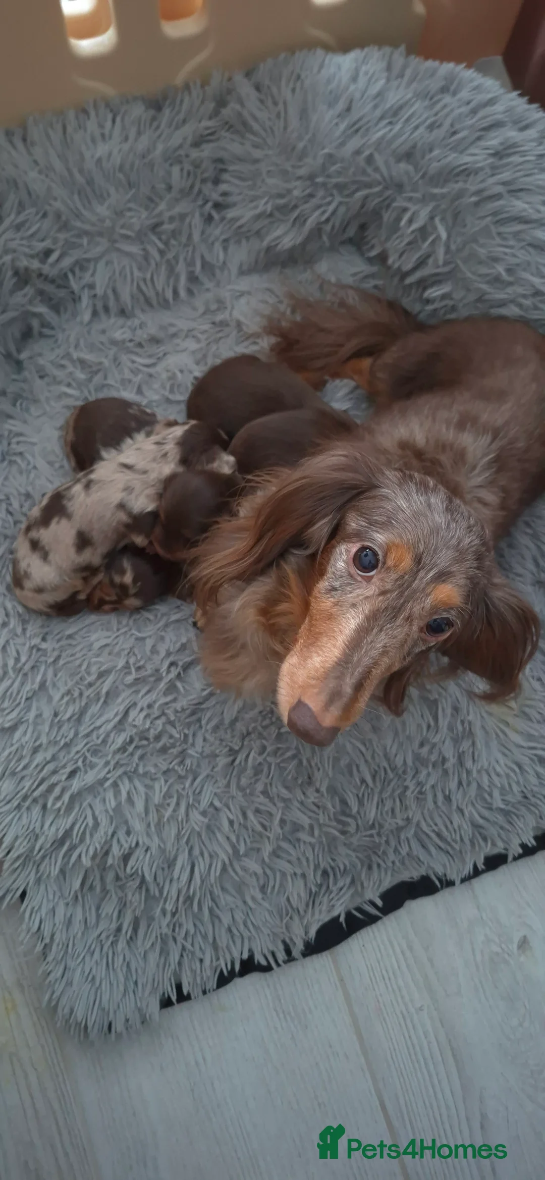 Dachshund dogs for sale: Miniature dachshunds long hair boys puppies - Advert 3