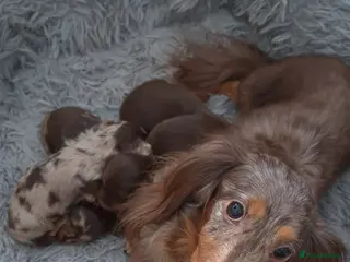Dachshund dogs Miniature dachshunds long hair boys puppies - Advert 3