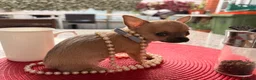 Chihuahua dogs for sale: Male  - Advert 4