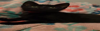 RED COLLAR