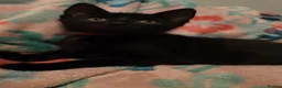 Mixed Breed cats for sale: 7 beautiful kittens - Advert 31