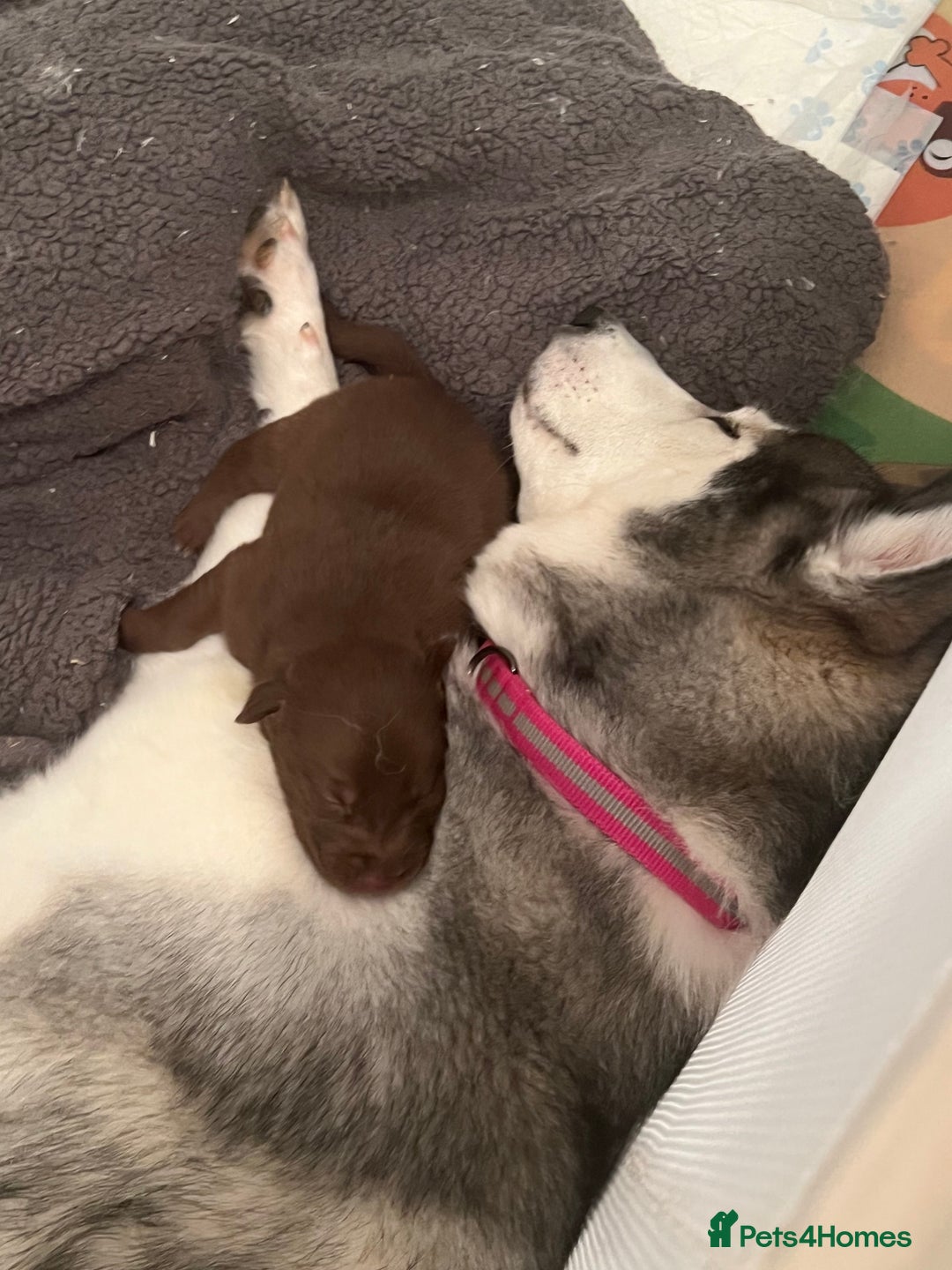 Mixed Breed dogs for sale: Labsky puppies  - Advert 15