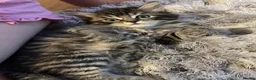 Mixed Breed cats for sale: Our Kittens Looking for Their Forever Loving Homes - Advert 7
