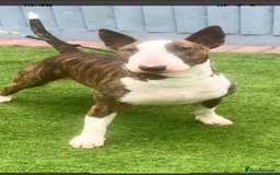 English Bull Terrier dogs for stud: Proven Stud - brindle and white - Image 2