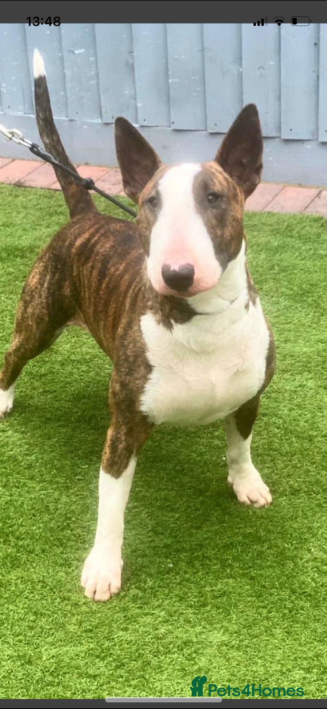 English Bull Terrier dogs for stud: Proven Stud - brindle and white - Image 2