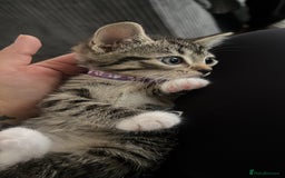 Bengal cats for sale: Bengal/Tabby - Image 18
