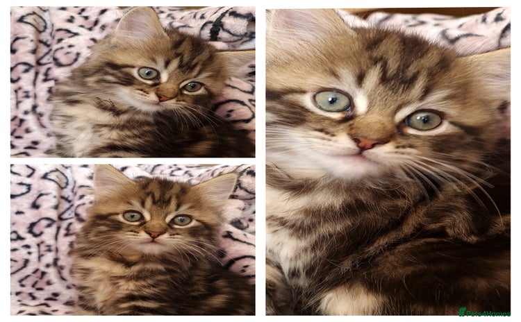 Perdoll cats - Advert 1