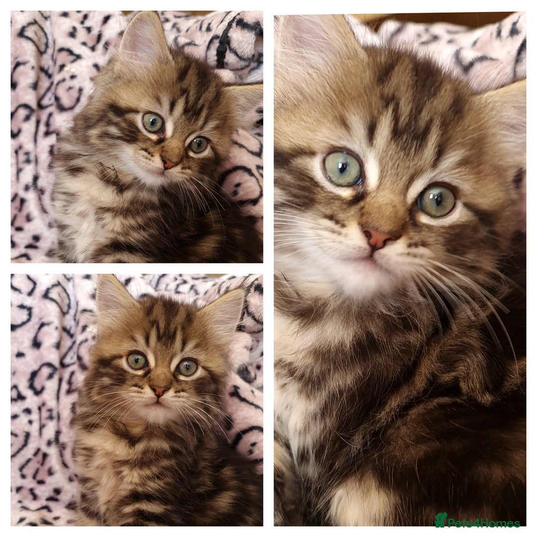 Perdoll cats for sale: Perdoll Kittens 1 boy left ready now - Image 3