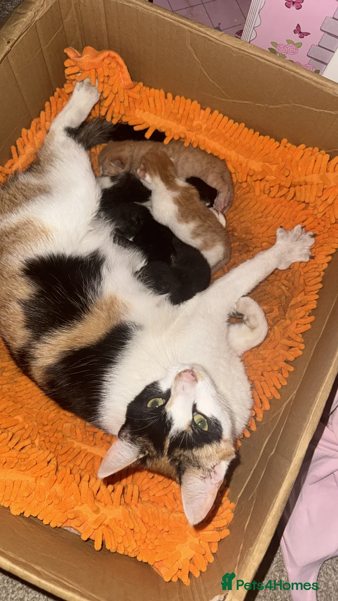 Mixed Breed cats for sale: Mixed breed stunning kittens - Advert 2