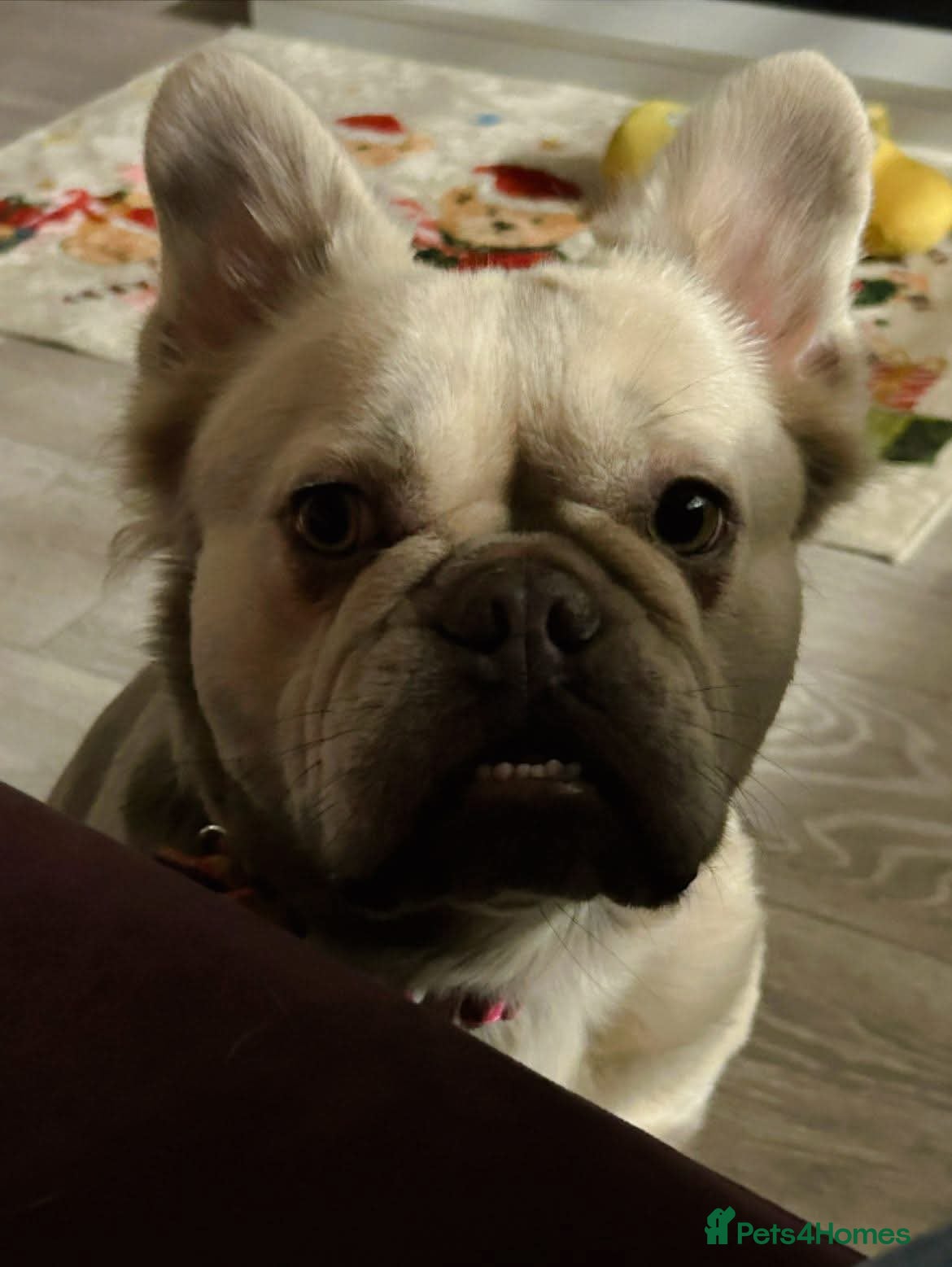 French Bulldog dogs Perfect companion female fluffy frenchie - Advert 1