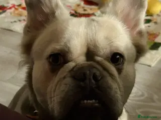 French Bulldog dogs Perfect companion female fluffy frenchie - Advert 1