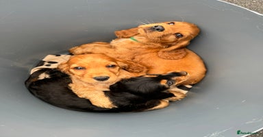 Cocker Spaniel dogs - Advert 14