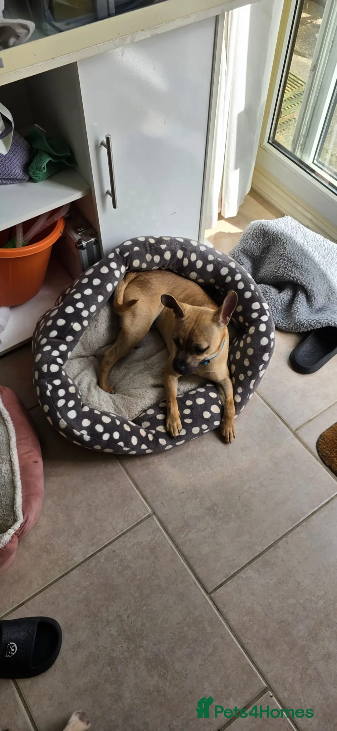 Mixed Breed dogs for sale: Scooby needs a new home  in Ipswich - Advert 2
