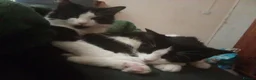 Maine Coon cats for sale: Kittens for adoption! - Advert 2