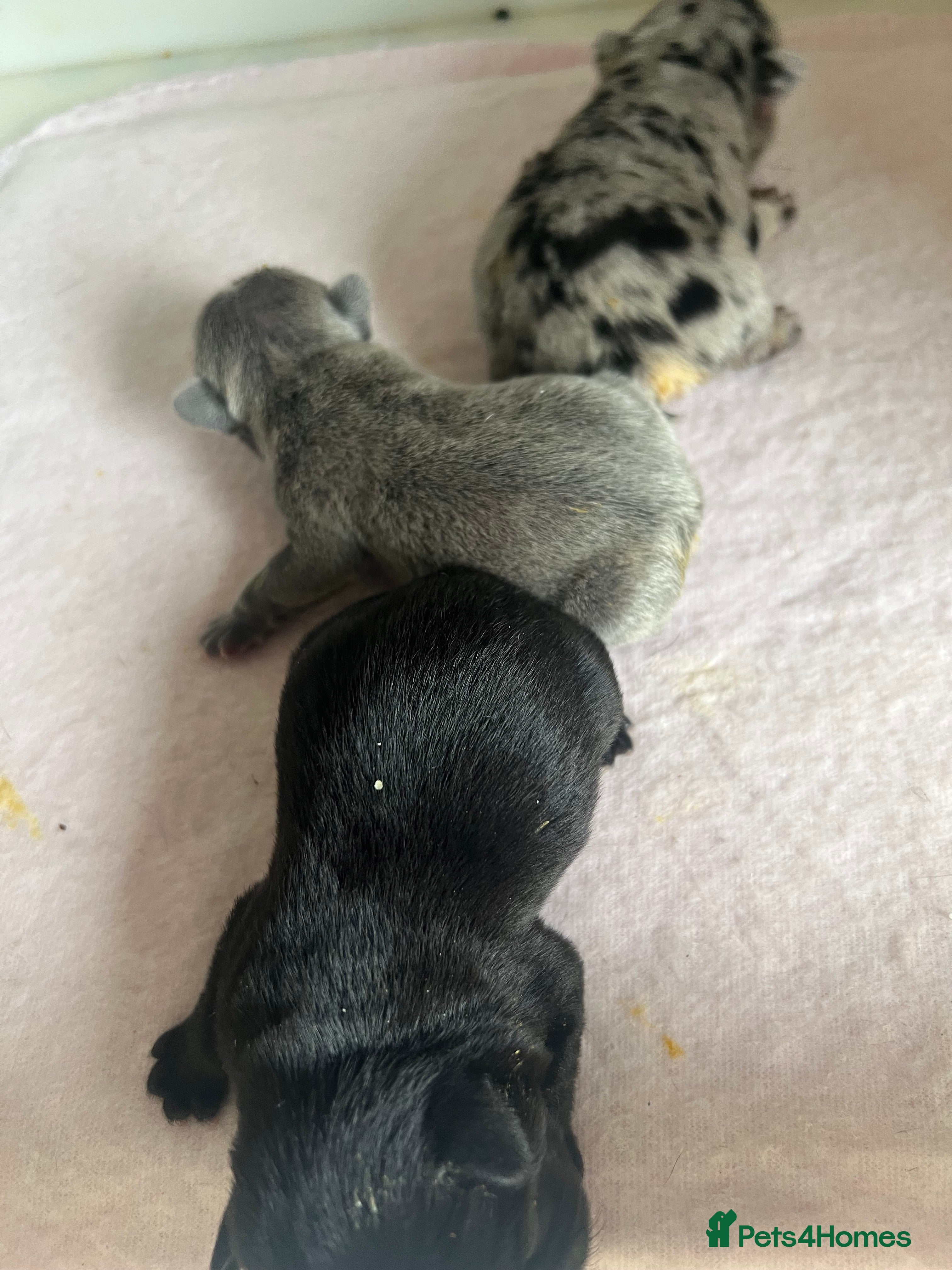 French Bulldog dogs for sale: 2 rare beautiful french bulldog 11 weeks old  - Advert 12