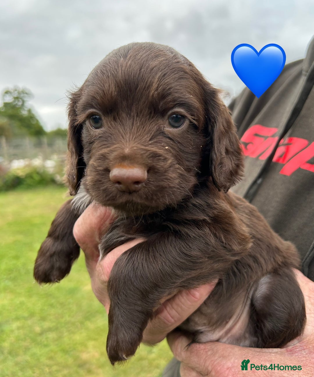 Cocker Spaniel dogs for sale: GORGEOUS WORKING COCKER PUPS - Image 16