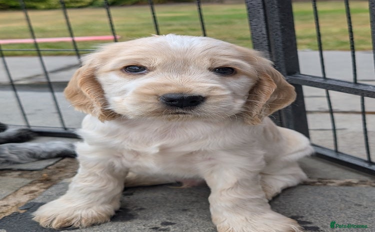 Cocker Spaniel dogs - Advert 1