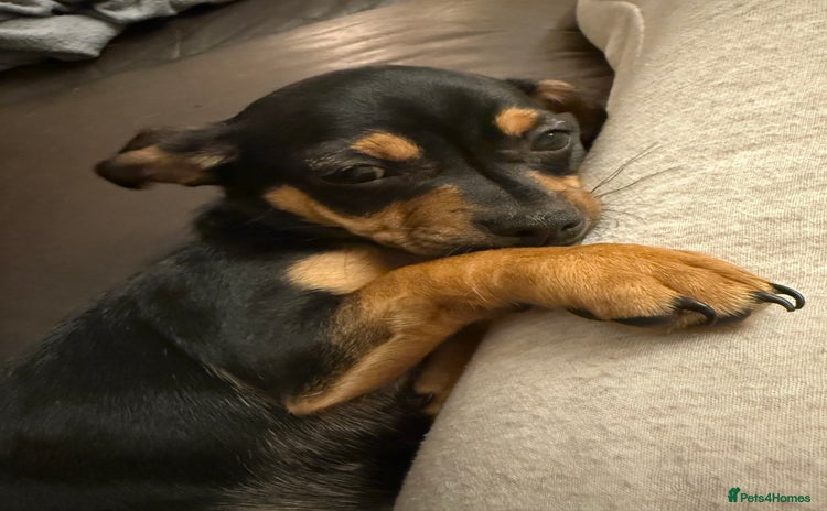 Mixed Breed dogs Jack Chi (named Loki)  - Advert 2