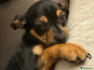 Mixed Breed dogs Jack Chi (named Loki) - Advert 2