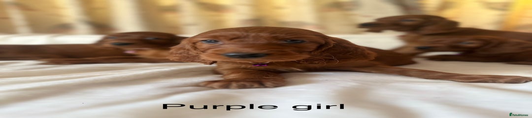 Irish Setter Puppy 12