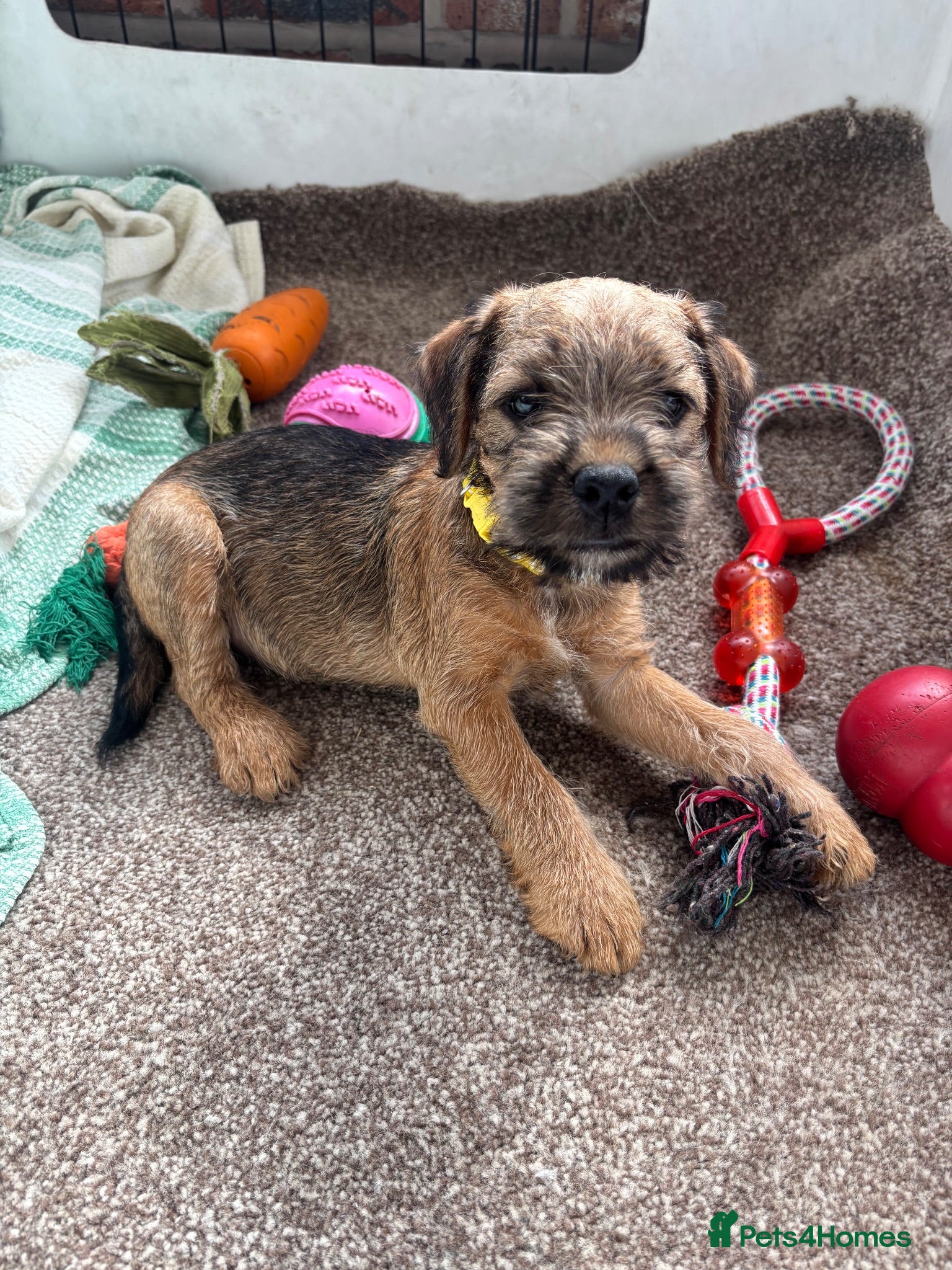 Mixed Breed dogs Beautiful BorderJack Puppies - Advert 1