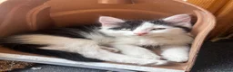 Turkish Angora cats for sale: Poppy ready to find a loving home  - Advert 4