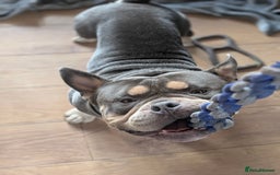 American Bully dogs for sale: Pocket bully  - Image 4