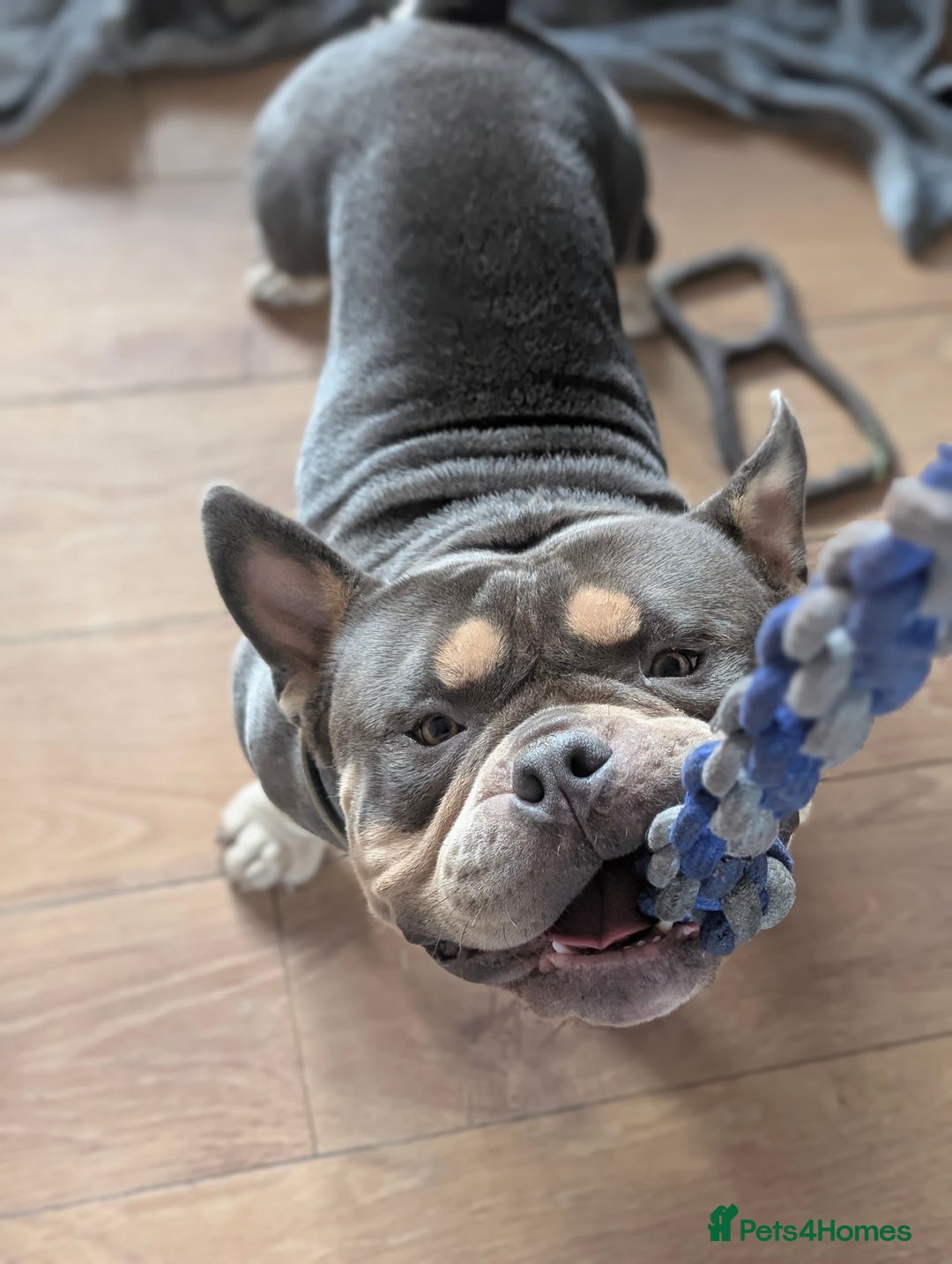 American Bully dogs for sale: Pocket bully  - Image 4