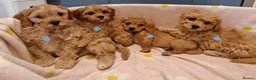 Cavapoochon dogs for sale: Gorgeous Cavapoochon Puppies for sale! - Advert 6