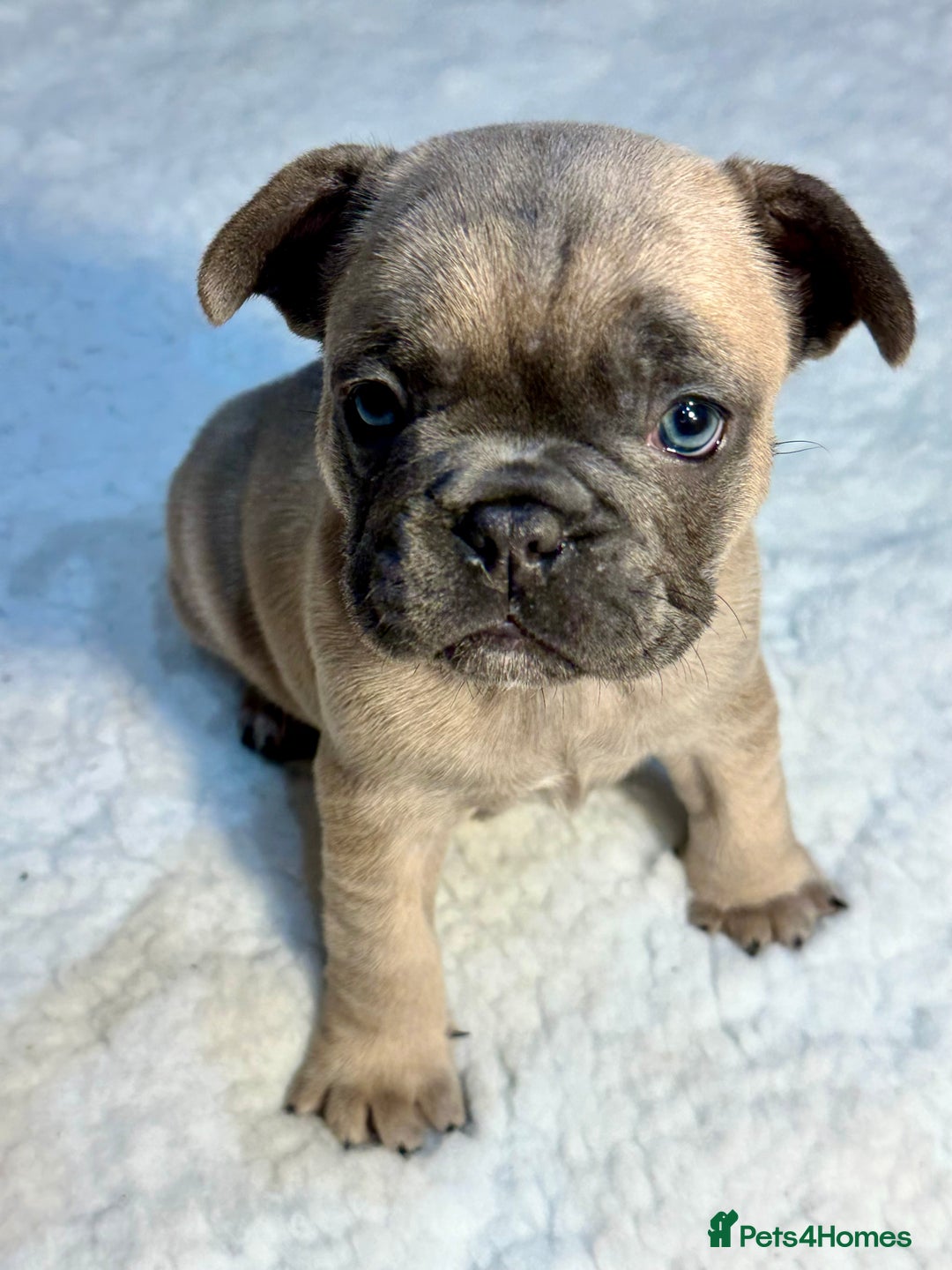 French Bulldog dogs for sale: 🐾 French Bulldog Puppies Available 🐾 - Advert 17