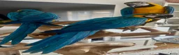 Parrots birds for sale: Hand Reared Macaws, Grey & Eclectus  - Advert 1