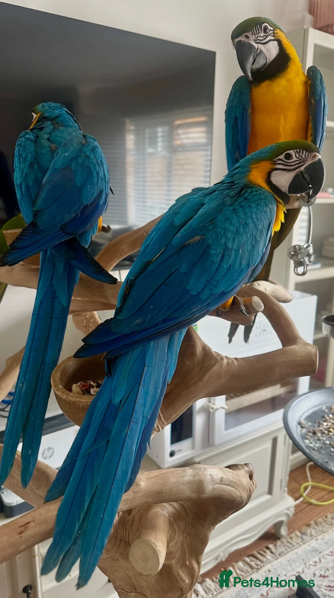 Parrots birds for sale: Hand Reared Macaws, Grey & Eclectus  - Advert 1